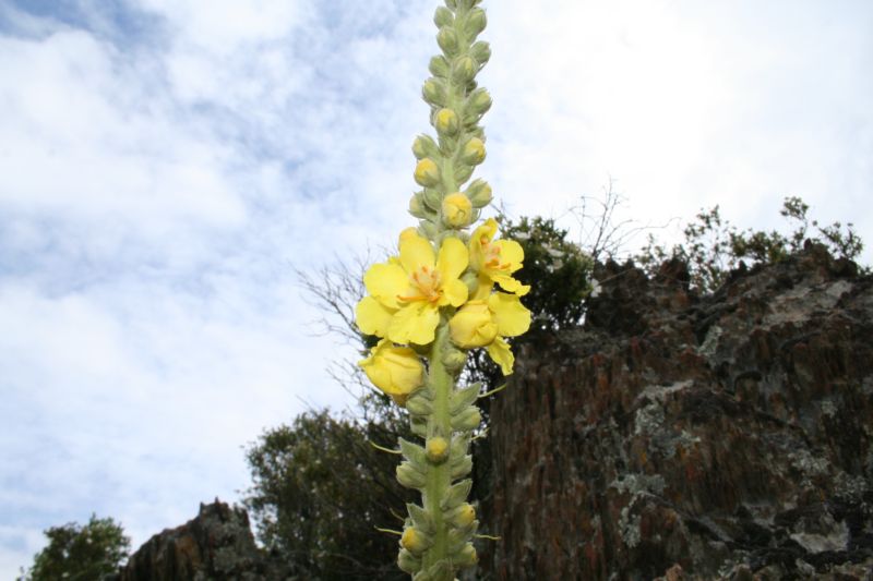 Verbascum conocarpum ?